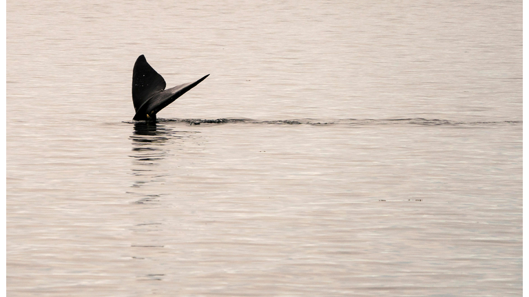 TOPSHOT-US-WILDLIFE-MARINE-RIGHT_WHALE