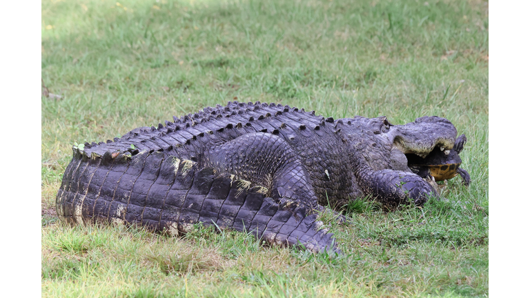 11-foot Gator found in new Ft Myers area house, just before Open house