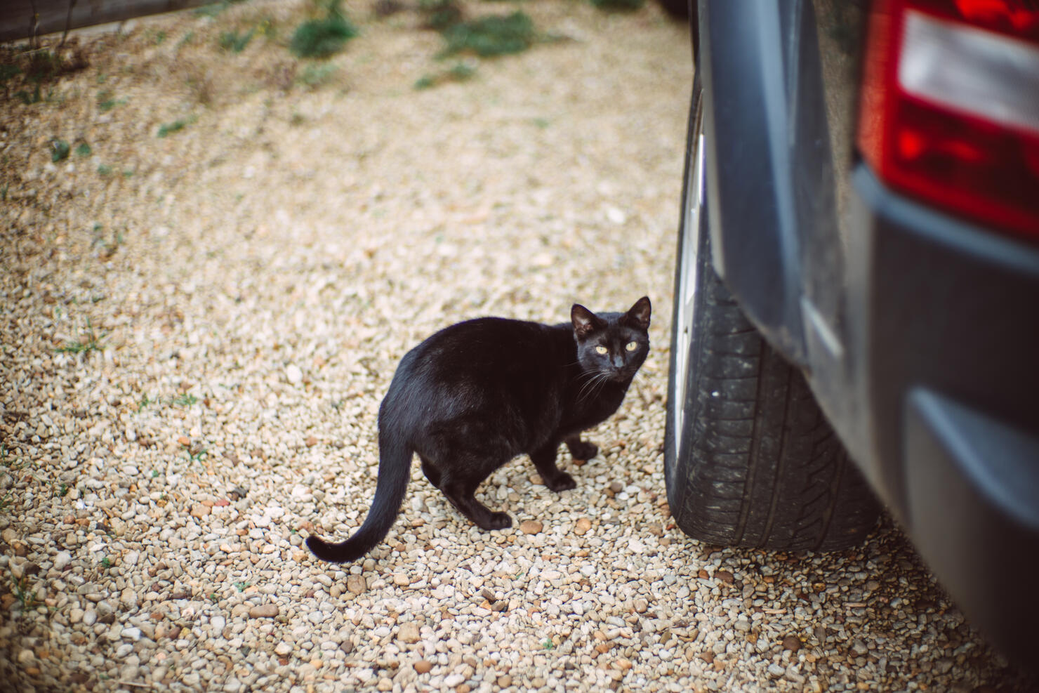 Lovely black cat standing next to car wheel in driveway