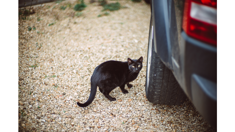 Lovely black cat standing next to car wheel in driveway