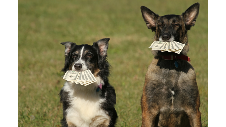 Dogs holding money