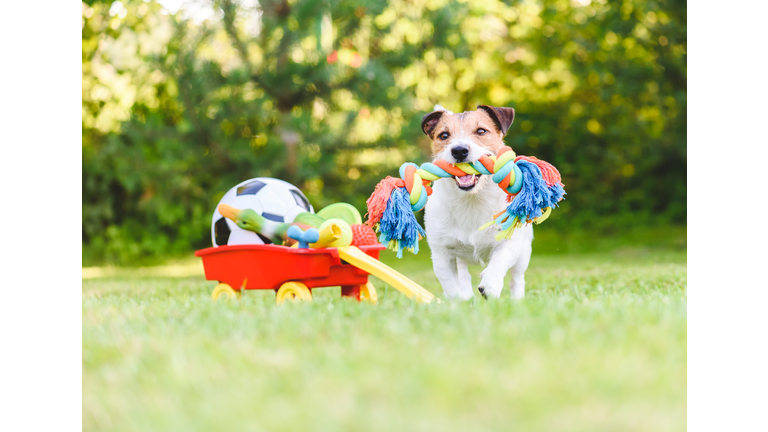 Dog chooses and fetches rope toy from hoard of pet toys in cart
