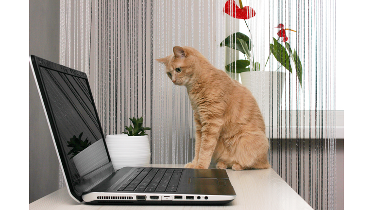 Red cat sitting on the desktop near the laptop and carefully looking at the monitor. Pets and indoor plants in the interior.