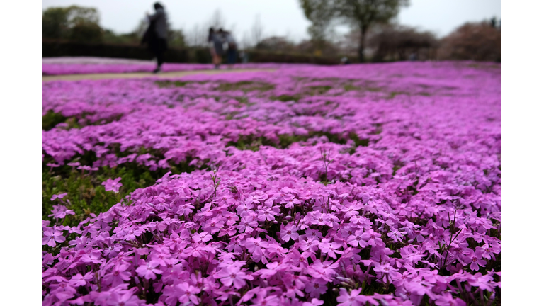 JAPAN-TOURISM-FLOWER