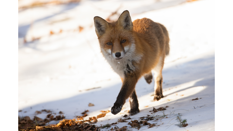 Red fox looking to the camera on snow in winter sun