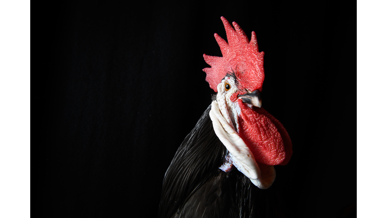 Chickens On Display At The 2016 Poultry Show