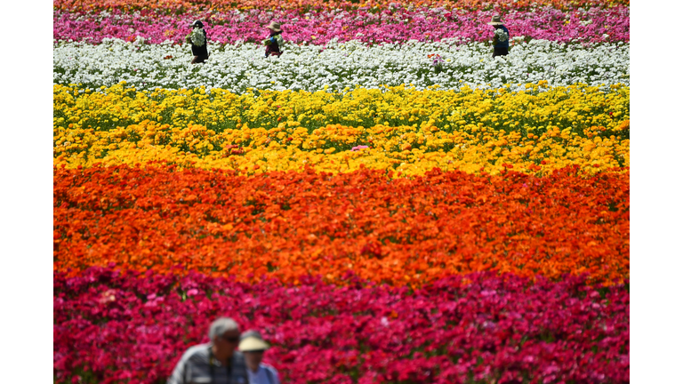 US-ECONOMY-AGRICULTURE-FLOWERS
