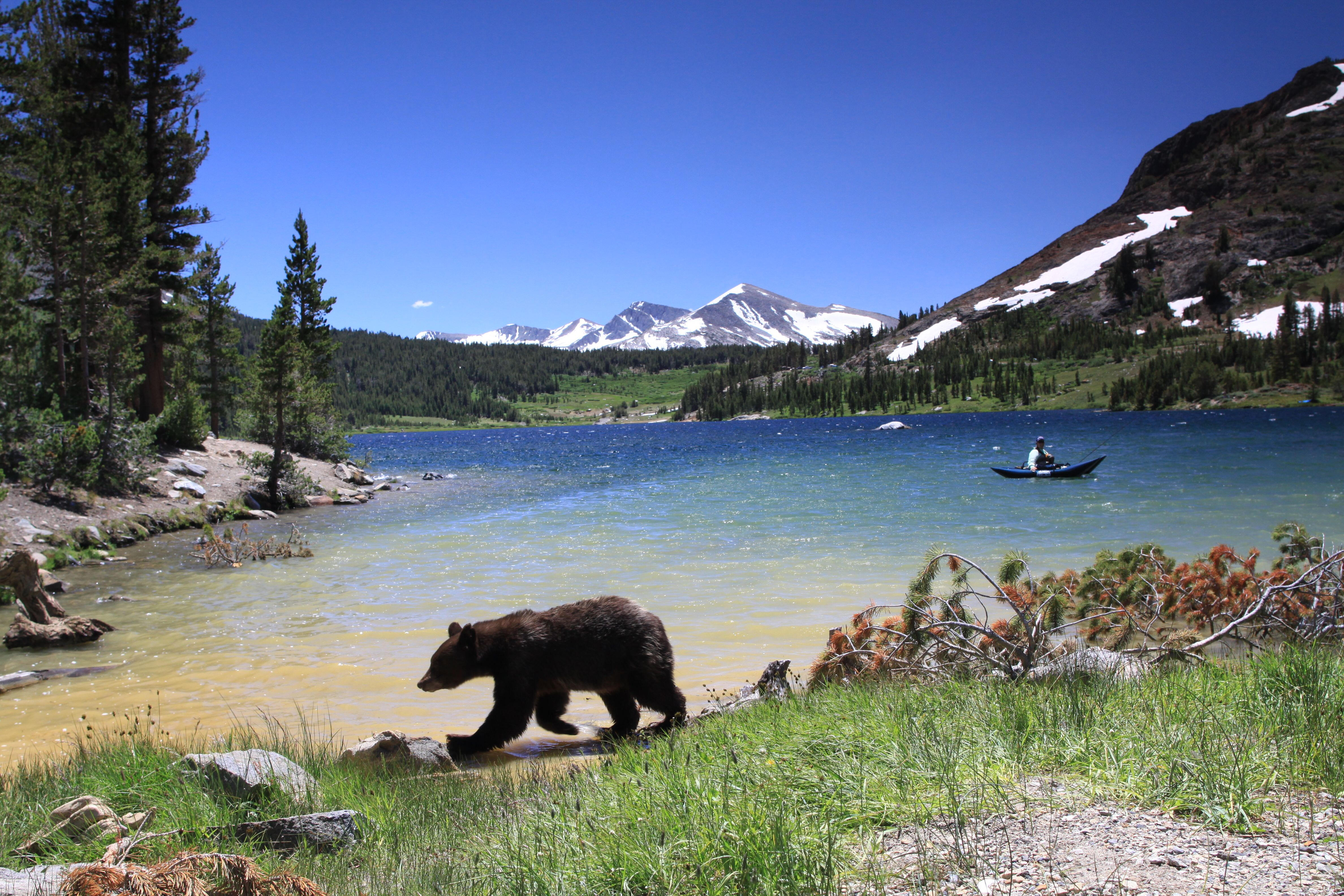 Зачем во всех странах создают заповедники. Национальный парк Йосемити животные. Национальный парк Наханни Канада. Парк Йосемити Калифорния Дикая природа. Мультинские озера медведь.