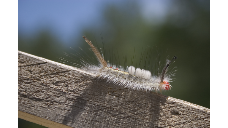 White-marked Tussock Moth caterpillar