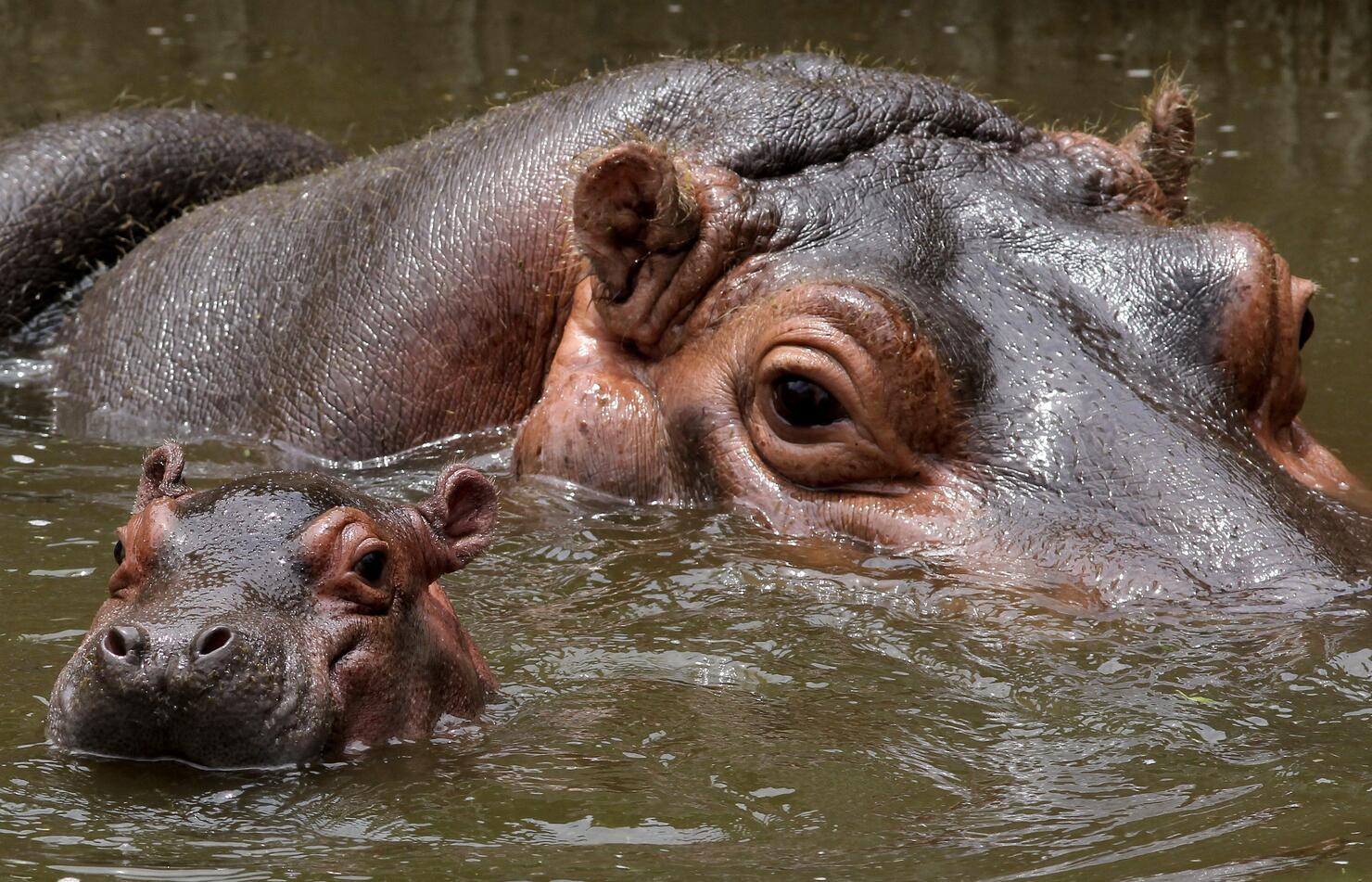 MEXICO-ANIMAL-ZOO-HIPPO