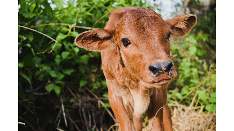 Close-Up Of A Calf On Field