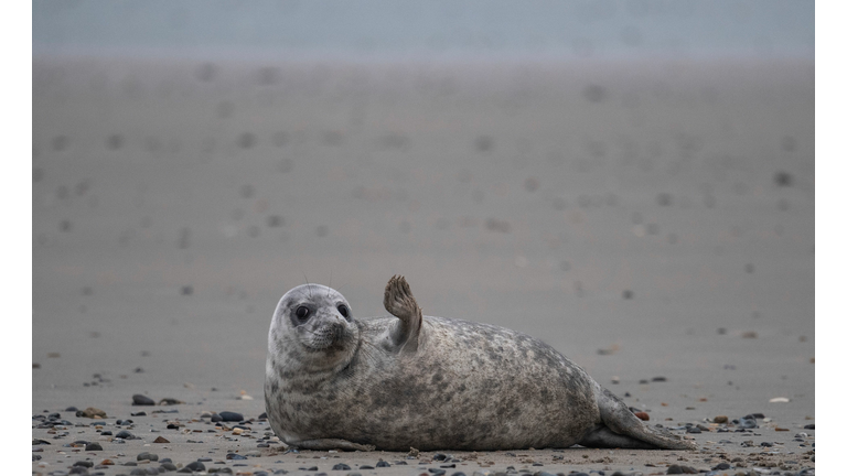 TOPSHOT-GERMANY-ANIMAL-NATURE-ENVIRONMENT-SEAL