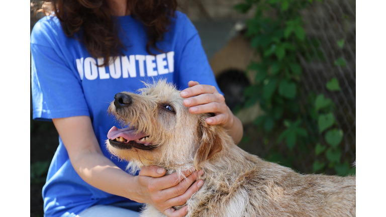Volunteer with homeless dog in animal shelter, closeup
