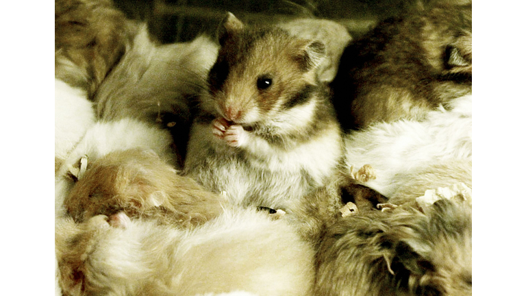 A hamsters eats as others sleep  in a pe