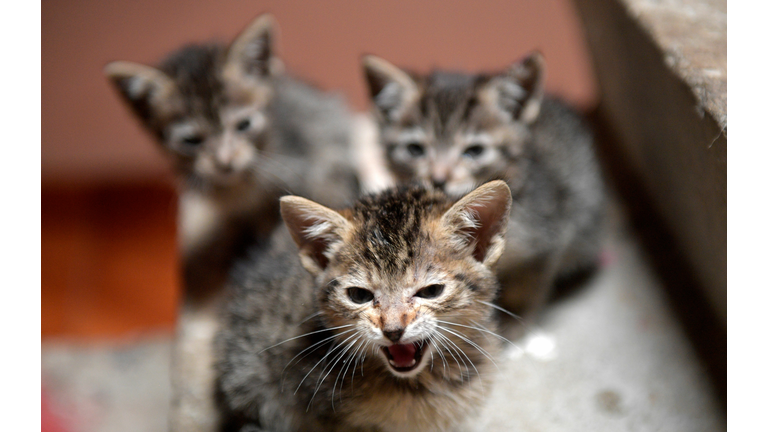 COLOMBIA-VIRUS-HEALTH-ANIMALS