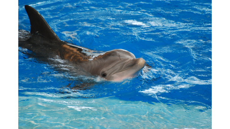 Beautiful Dolphin Sticking His Nose out of the Water