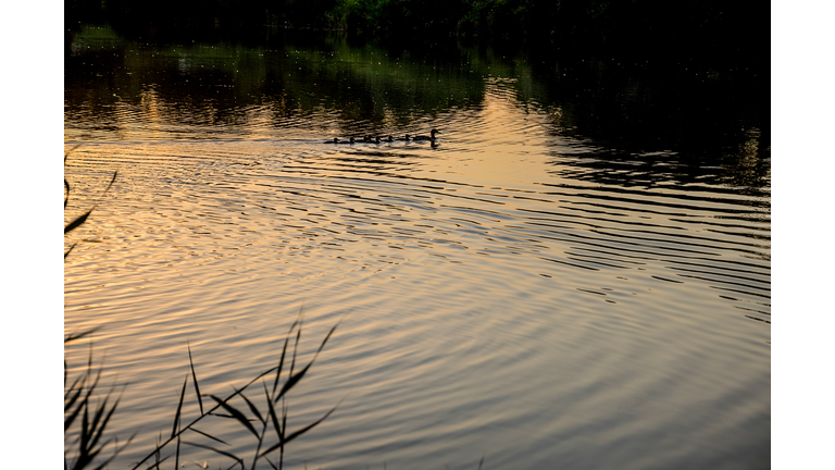 Lake at sunset. Silhouettes of ducks on the water surface.