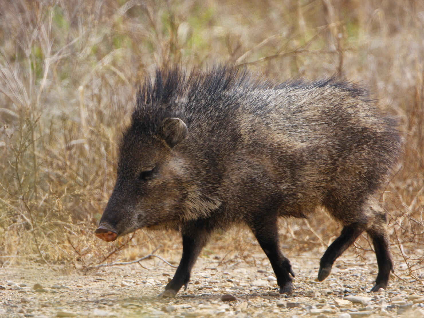 Javelina Profile