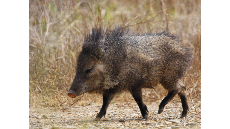 Javelina Profile