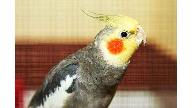 The cockatiel (Nymphicus hollandicus).