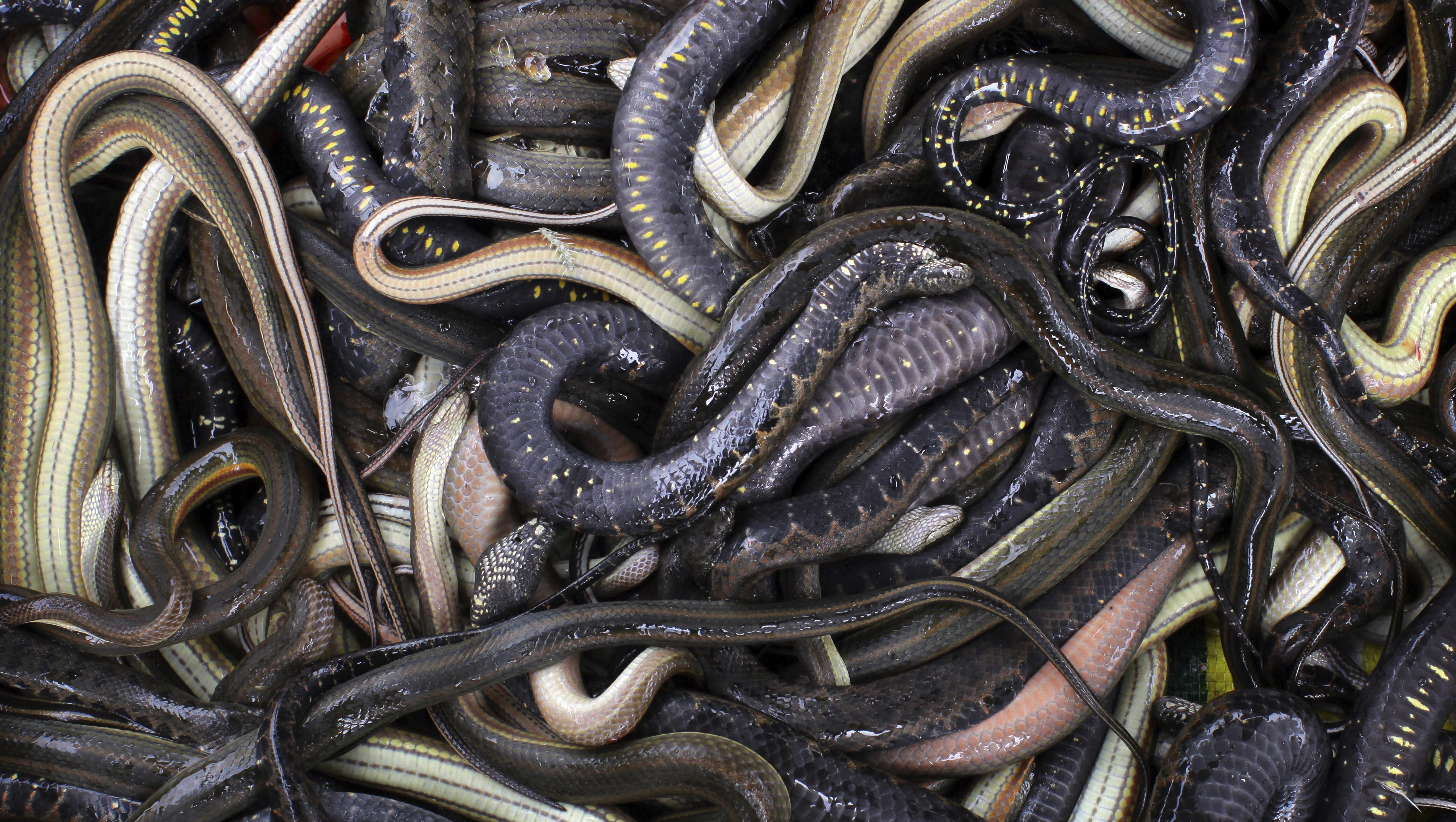 Pantsless Man Crashes Into Jail, Throws Rubber Snakes And Makes Threats