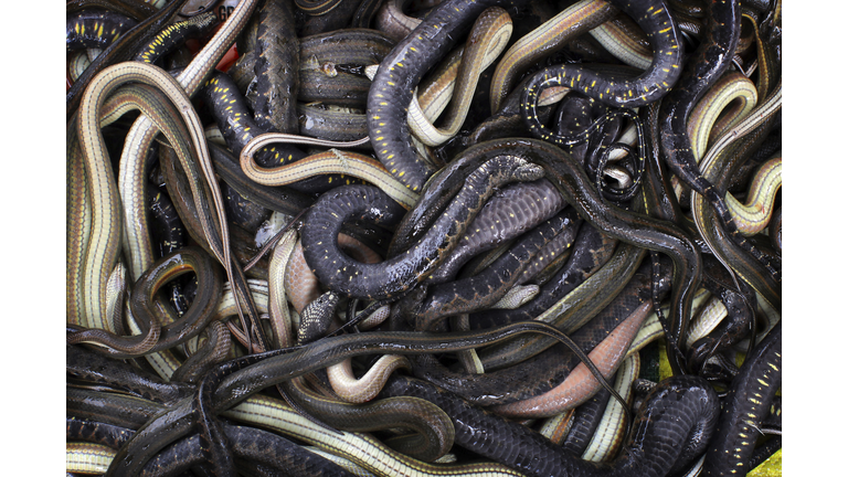 A pile of snakes from Tonle Sap Lake, Cambodia