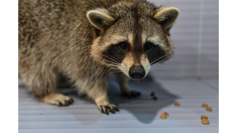 CHINA-LIFESTYLE-ANIMAL