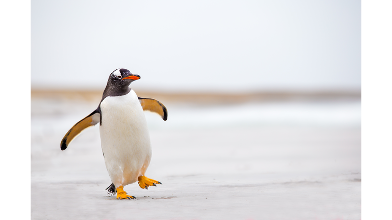 Gentoo Penguin waddling along on a white sand beach.