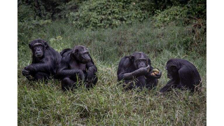 DRCONGO-ENVIRONMENT