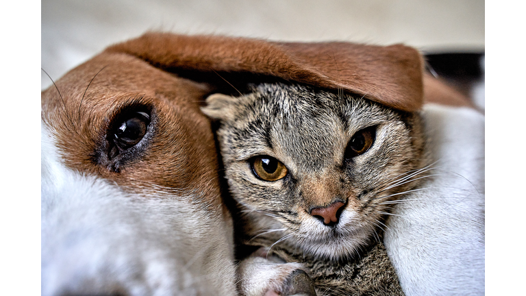Cat and dog love, friendship, meeting, acquaintance