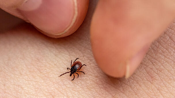 Tick Bites Spiking