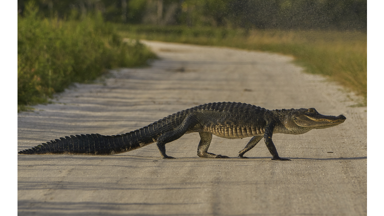 American Alligator in Orlando Wetlands Park in Central Florida