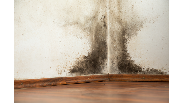 Black mould on a wet wall