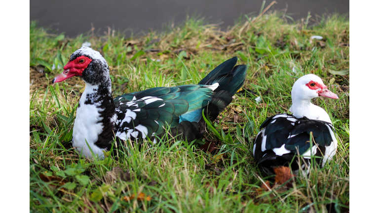 Muscovy duck (Cairina moschata)