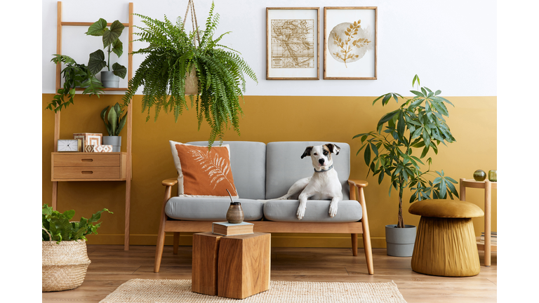Stylish interior of living room with design furniture, gold pouf, plant, mock up poster frames, carpet, accessoreis and beautiful dog lying on the sofa in cozy home decor. Template.