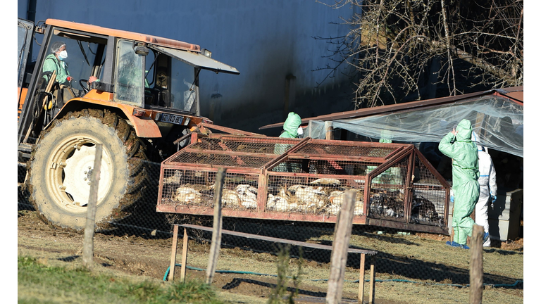 FRANCE-AGRICULTURE-LIVESTOCK-AVIAN-FLU-VIRUS