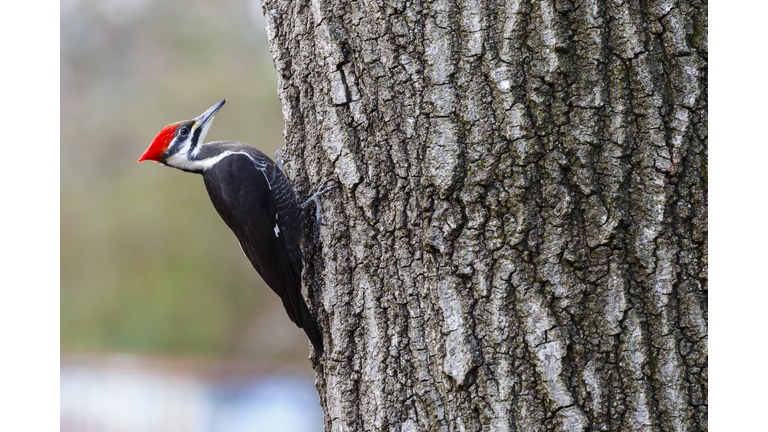 Female Pileated Woodpecker (Dryocopus pileatus) Resting On Tree