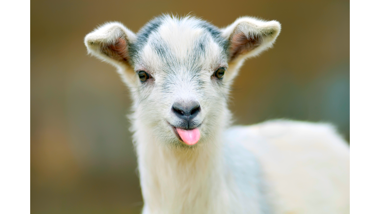 funny goat puts out its tongue