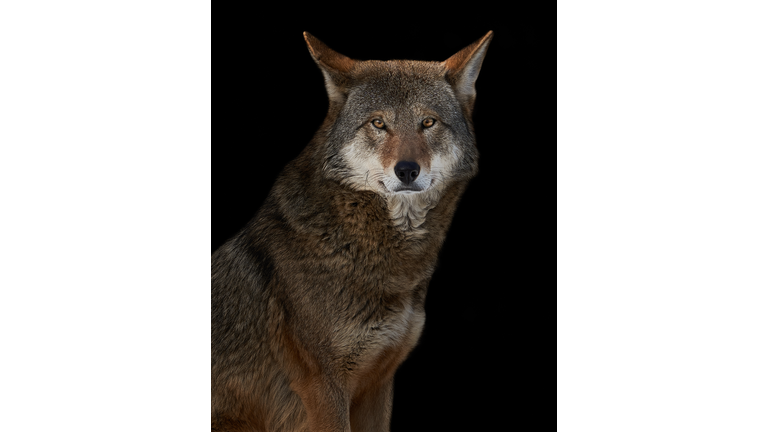 Close-up of red wolf against black background