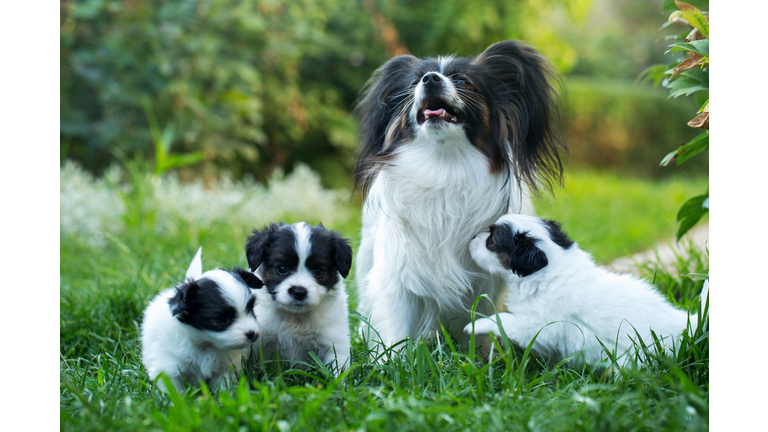 Cubs with mom