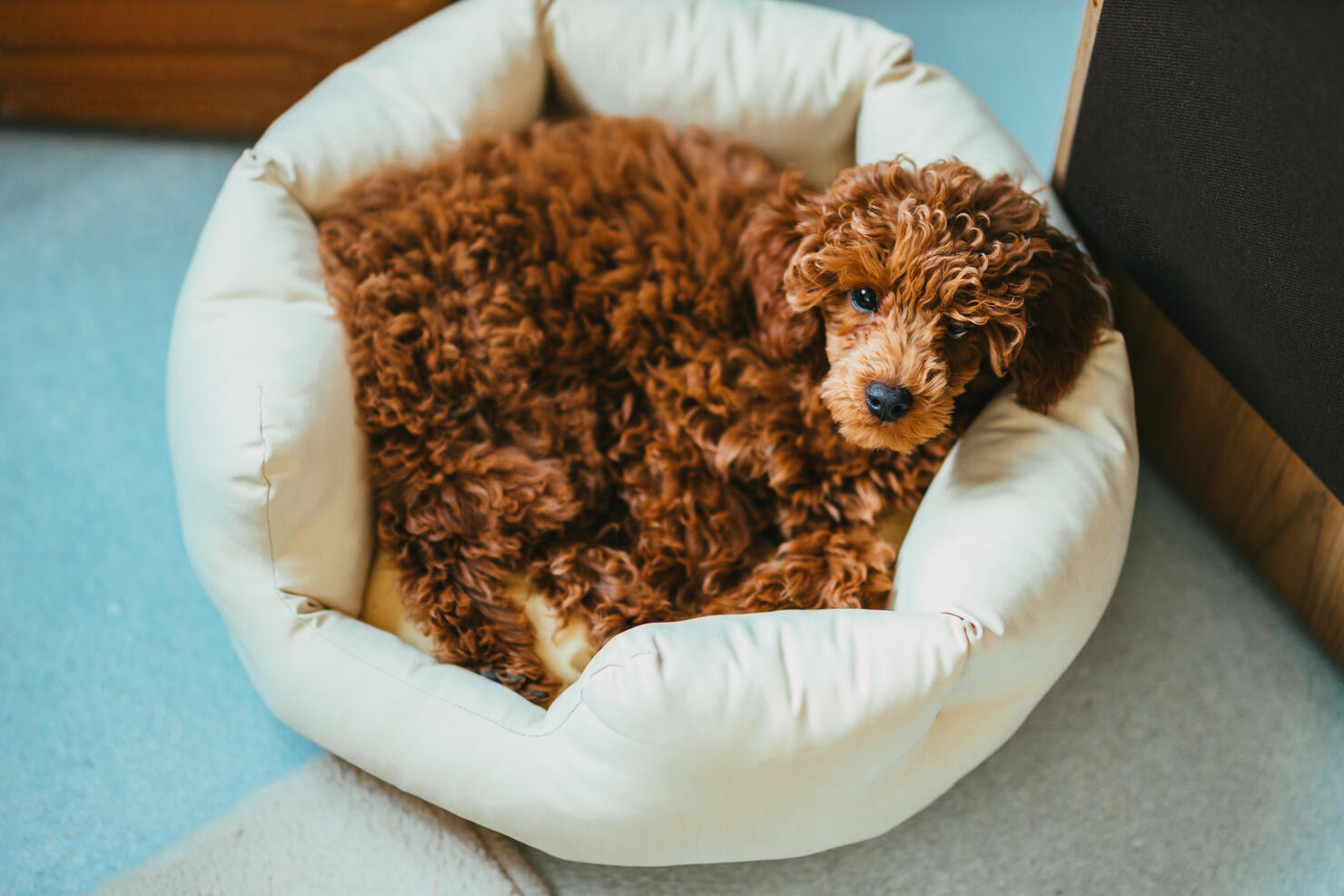 Red poodle dog lying down in a dog bed in the living room