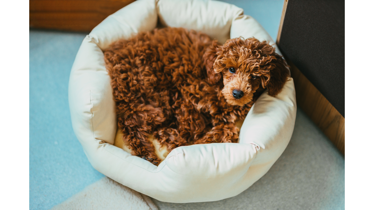 Red poodle dog lying down in a dog bed in the living room