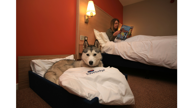 Crufts Dogs Get Their Own Beds Thanks To Travelodge