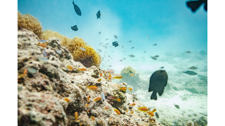 TANZANIA-ZANZIBAR-OCEANS-TOURISM