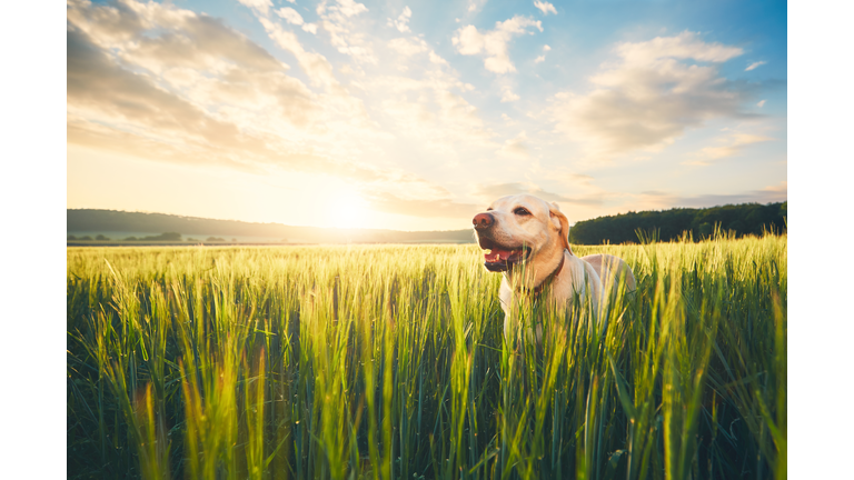 Dog on the field at the sunrise