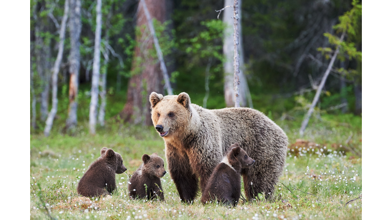 Mummy bear and her three little puppies