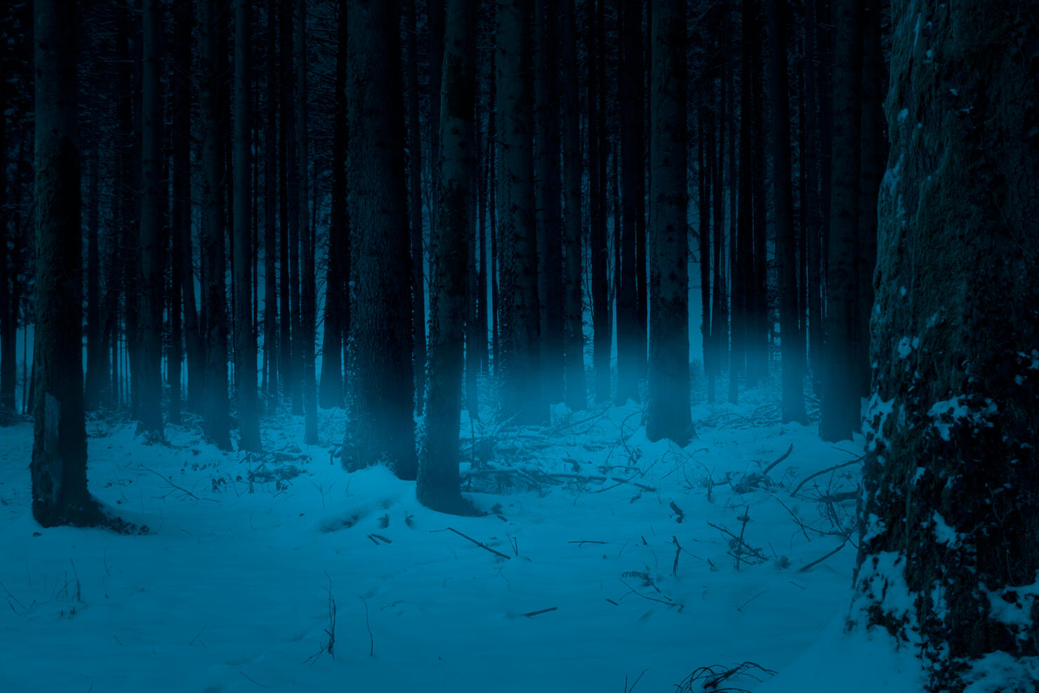 Snow covered dark forest with fog in winter.