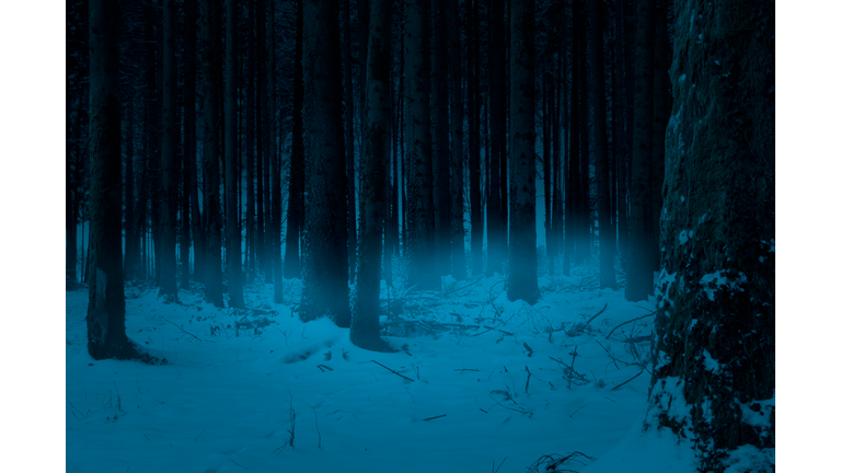 Snow covered dark forest with fog in winter.