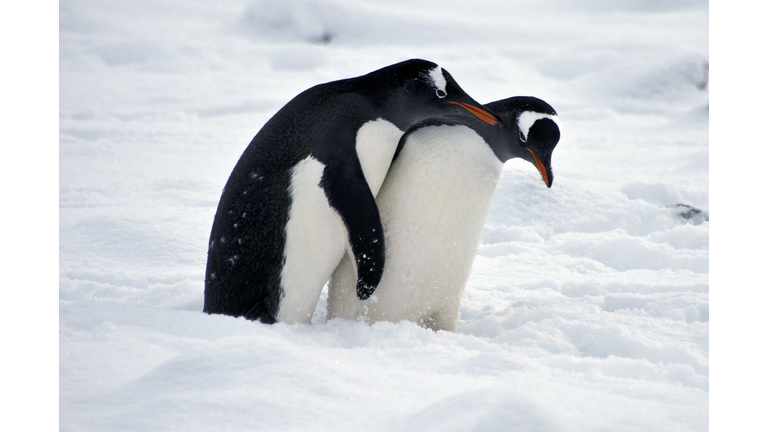 ANTARCTICA-CHILE-BASE-PENGUINS