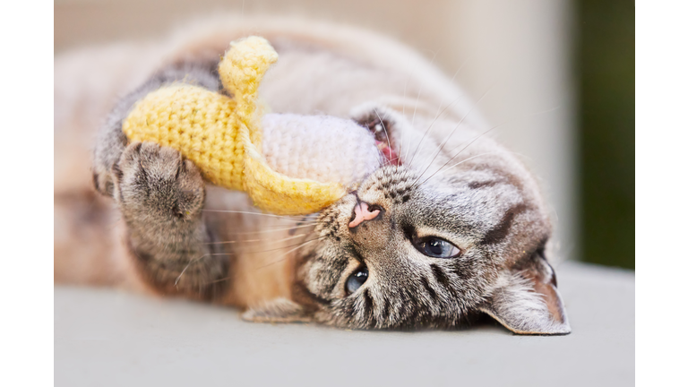 Happy lynx point or Siamese tabby cat rolls over on the floor and plays with a crouched catnip banana toy